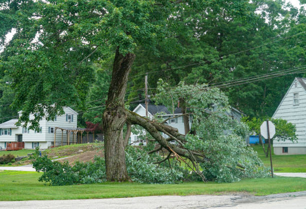 Best Tree Cutting Near Me  in Hayden, ID